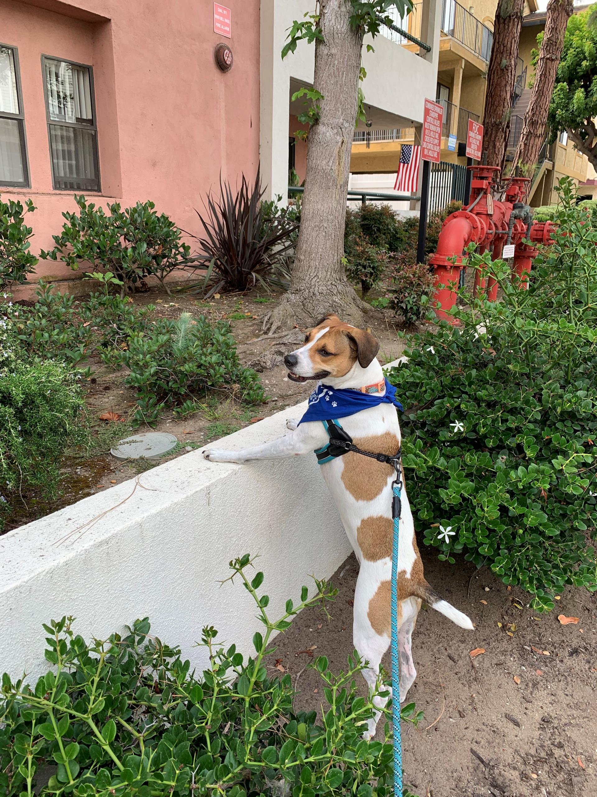 Patrolling Squirrel Activity